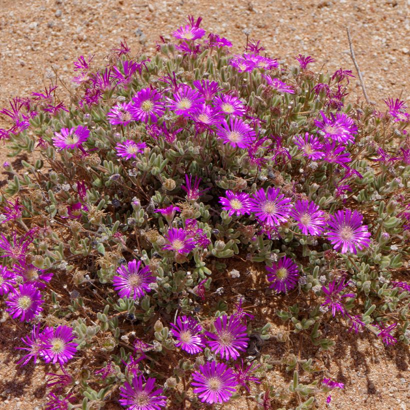 Drosanthemum hispidum (Hábito)