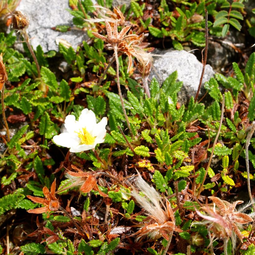 Dryas drummondii Grandiflora (Hábito)