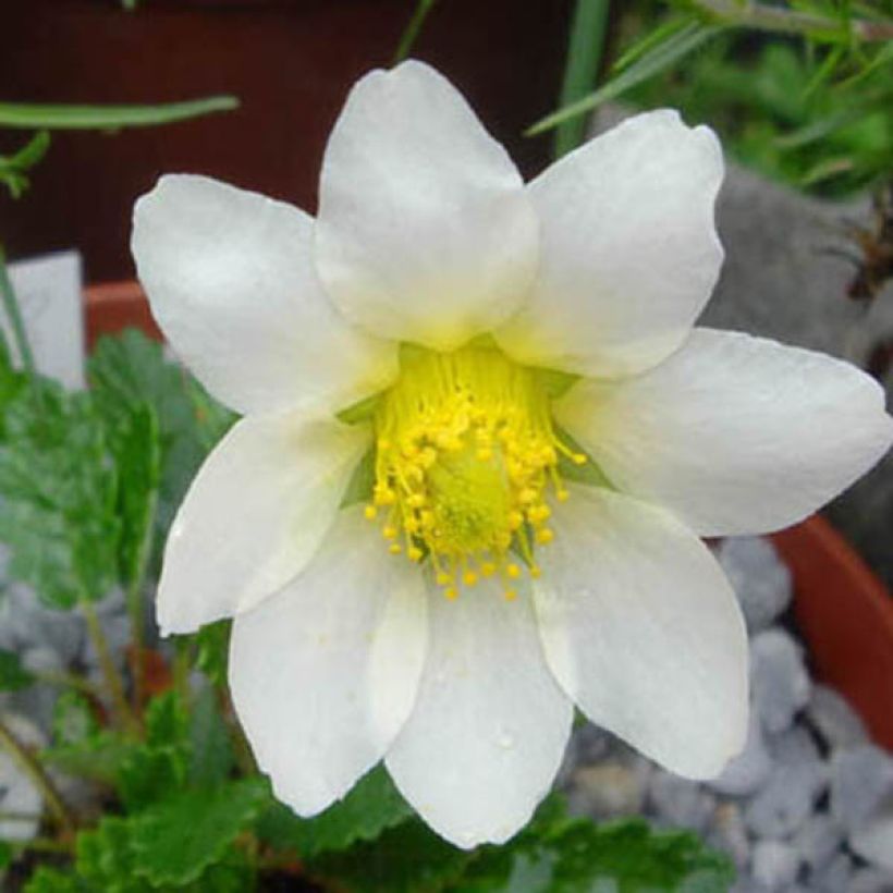 Dryas × suendermannii (Floração)