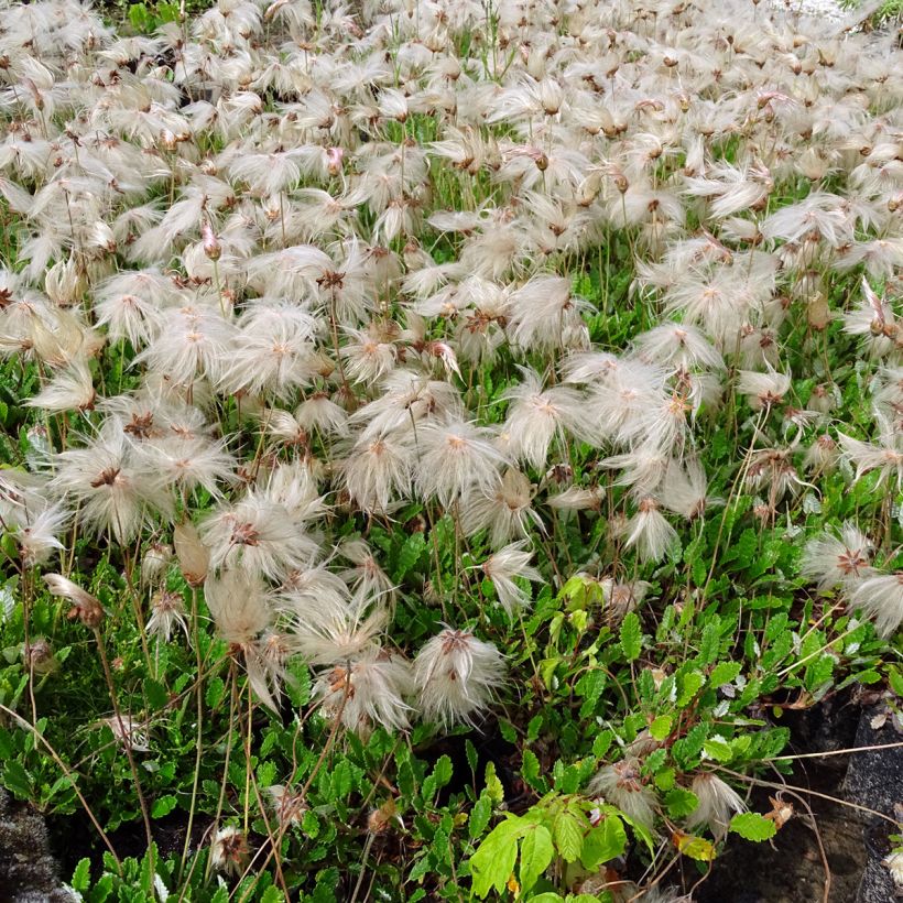 Dryas × suendermannii (Hábito)
