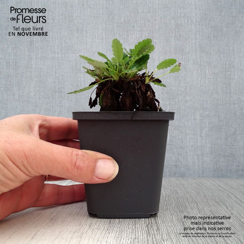 Amostra de Dryas × suendermannii Vaso de 8/9 cm tal como entregue no outono