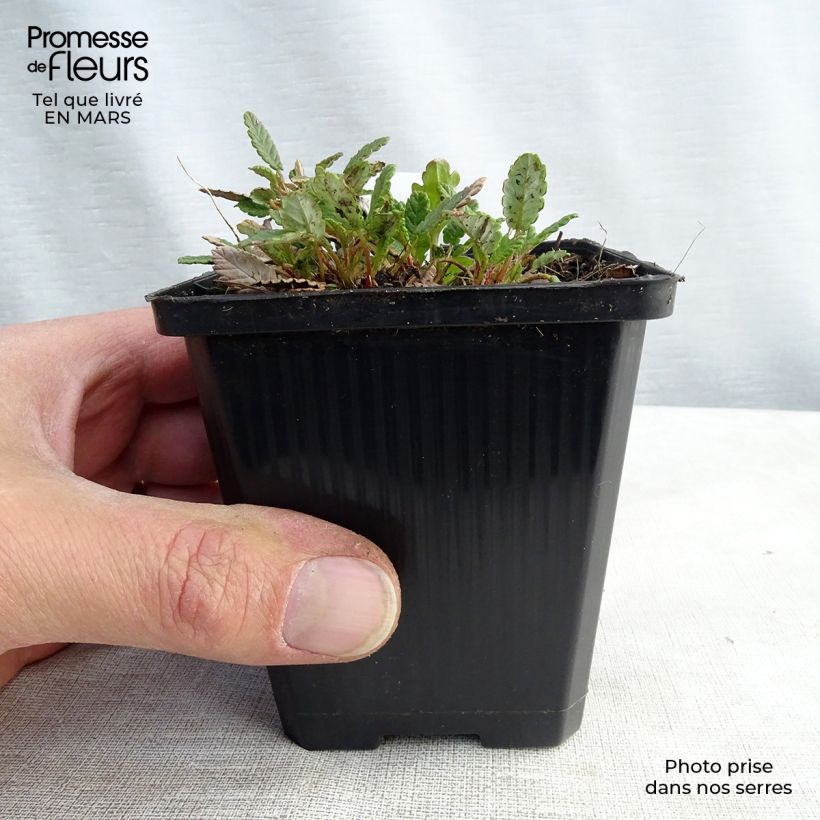 Amostra de Dryas × suendermannii Vaso de 8/9 cm tal como entregue na primavera