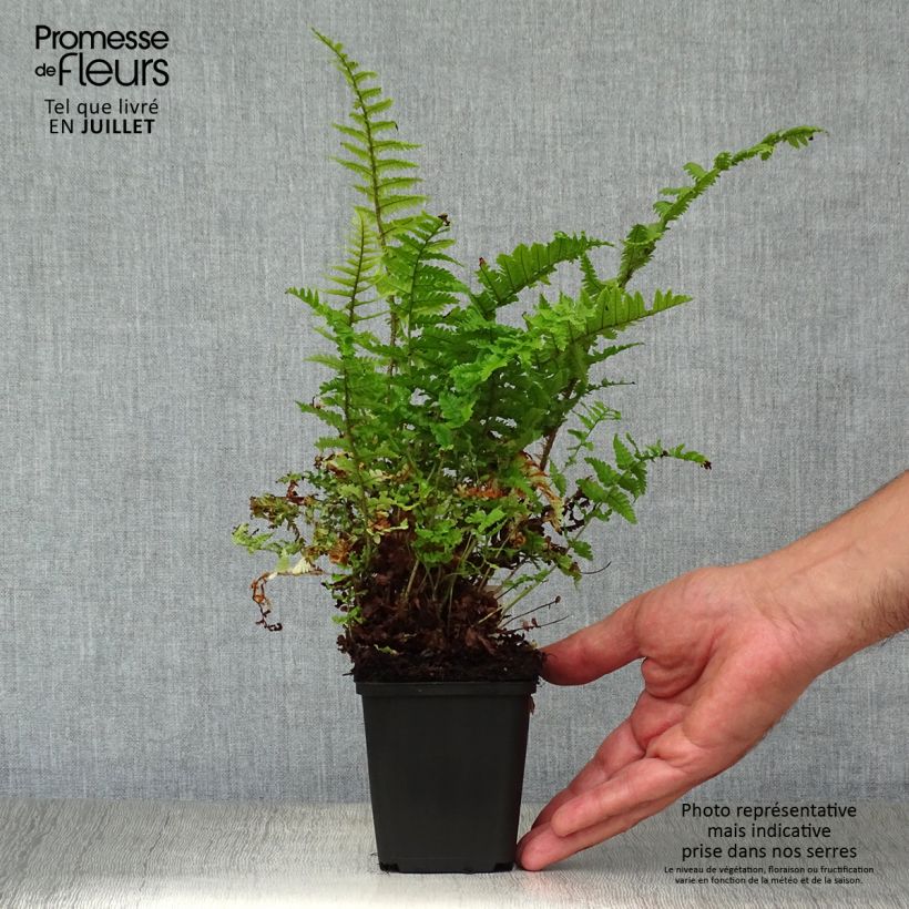 Amostra de Dryopteris affinis Crispa Vaso de 8/9 cm tal como entregue no verão