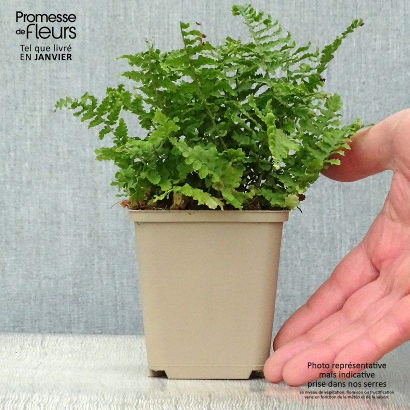 Amostra de Dryopteris affinis Crispa Vaso de 8/9 cm tal como entregue no inverno