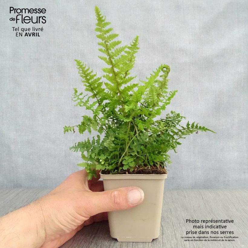 Amostra de Dryopteris affinis Crispa Vaso de 8/9 cm tal como entregue na primavera