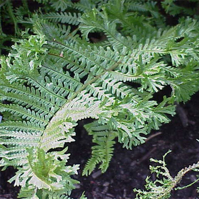 Dryopteris affinis Cristata (Folhagem)