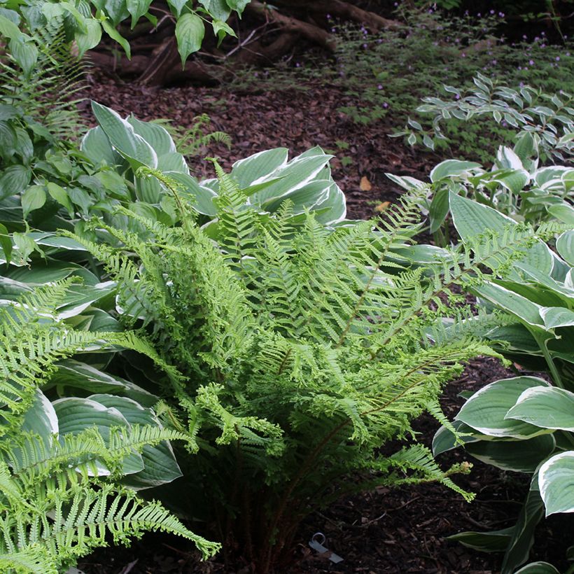 Dryopteris affinis Cristata (Hábito)