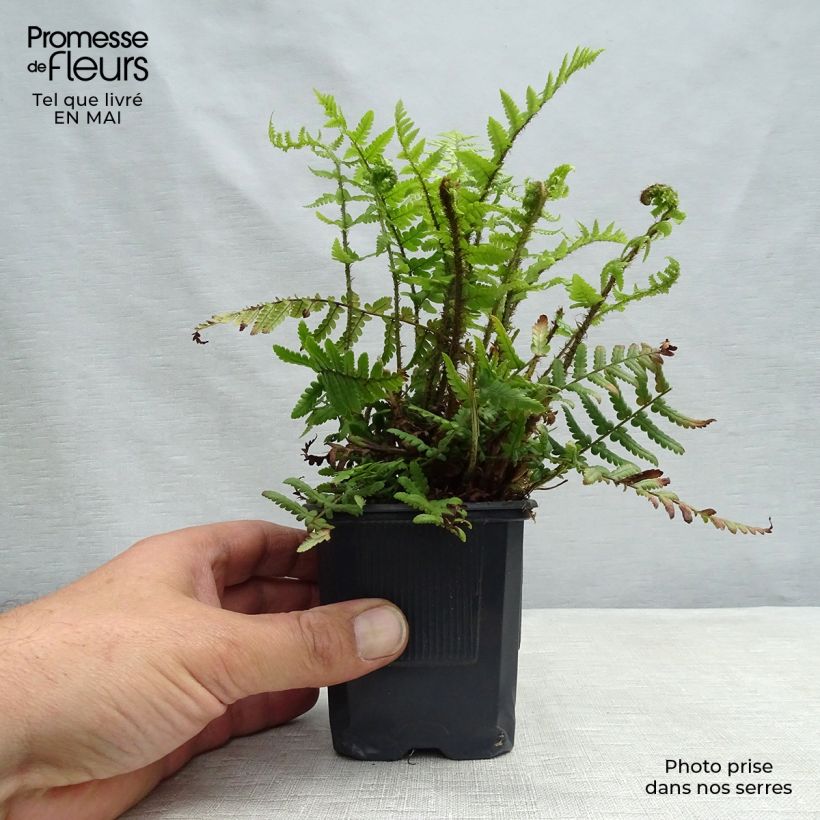 Amostra de Dryopteris affinis Vaso de 8/9 cm tal como entregue na primavera