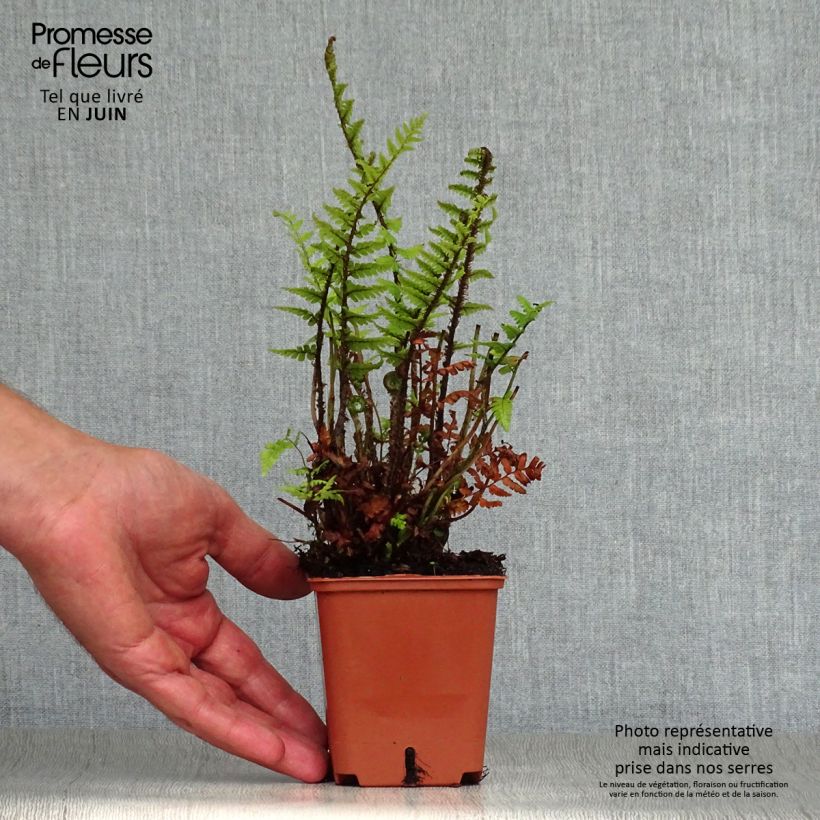 Amostra de Dryopteris affinis Vaso de 8/9 cm tal como entregue no verão