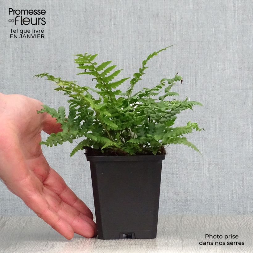 Amostra de Dryopteris affinis Vaso de 8/9 cm tal como entregue no inverno