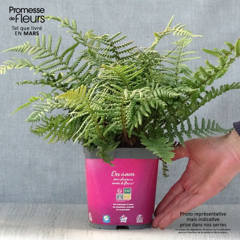Amostra de Dryopteris affinis Vaso de 2 L/3 L tal como entregue na primavera