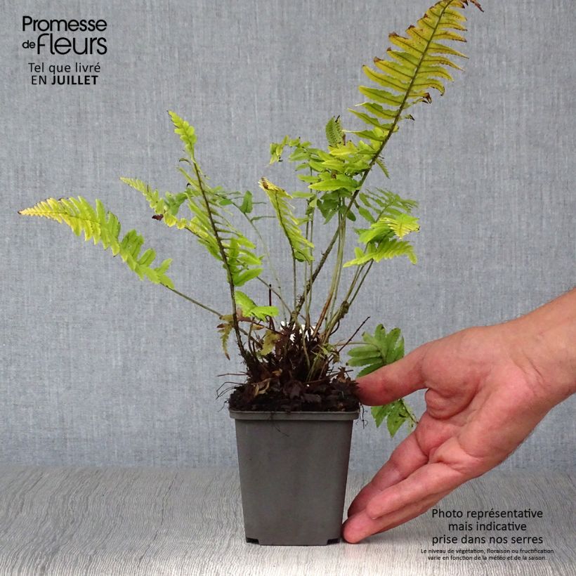 Amostra de Dryopteris cycadina Vaso de 8/9 cm tal como entregue no verão