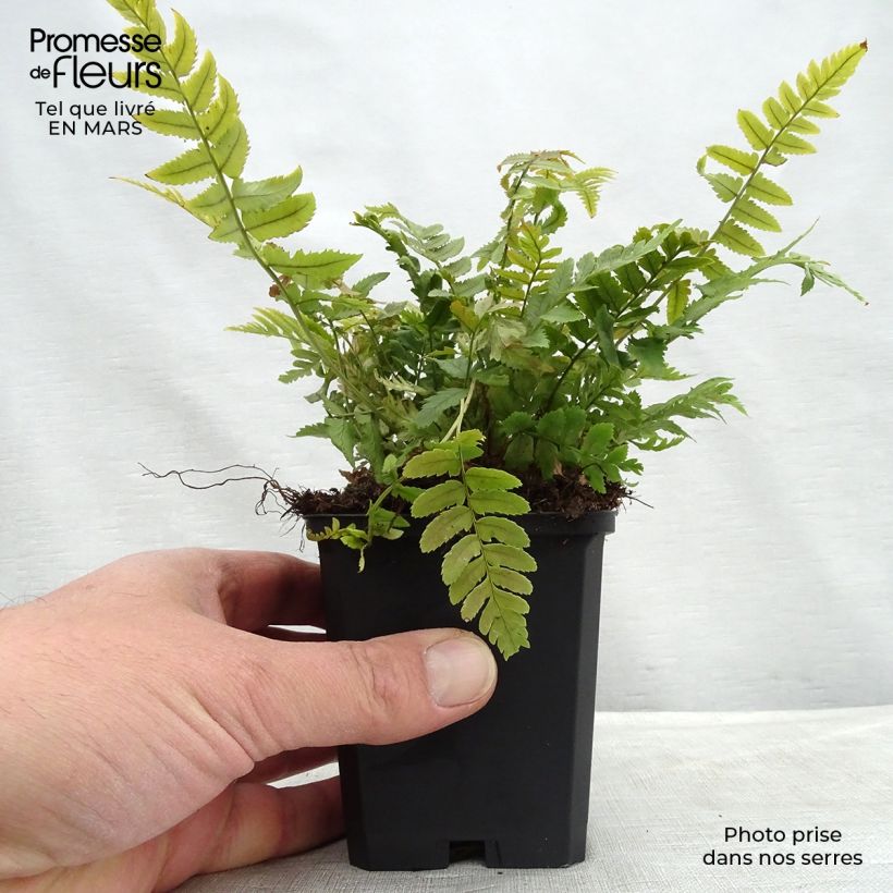Amostra de Dryopteris atrata ou cycadina - Fougère Vaso de 8/9 cm tal como entregue no inverno
