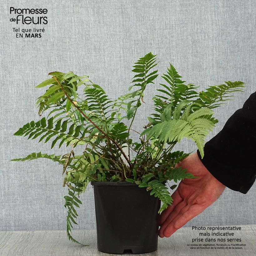 Amostra de Dryopteris atrata ou cycadina - Fougère Vaso de 2 L/3 L tal como entregue no inverno