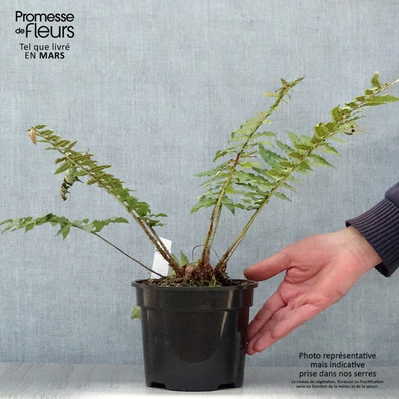 Amostra de Dryopteris cycadina Vaso de 2 L/3 L tal como entregue na primavera