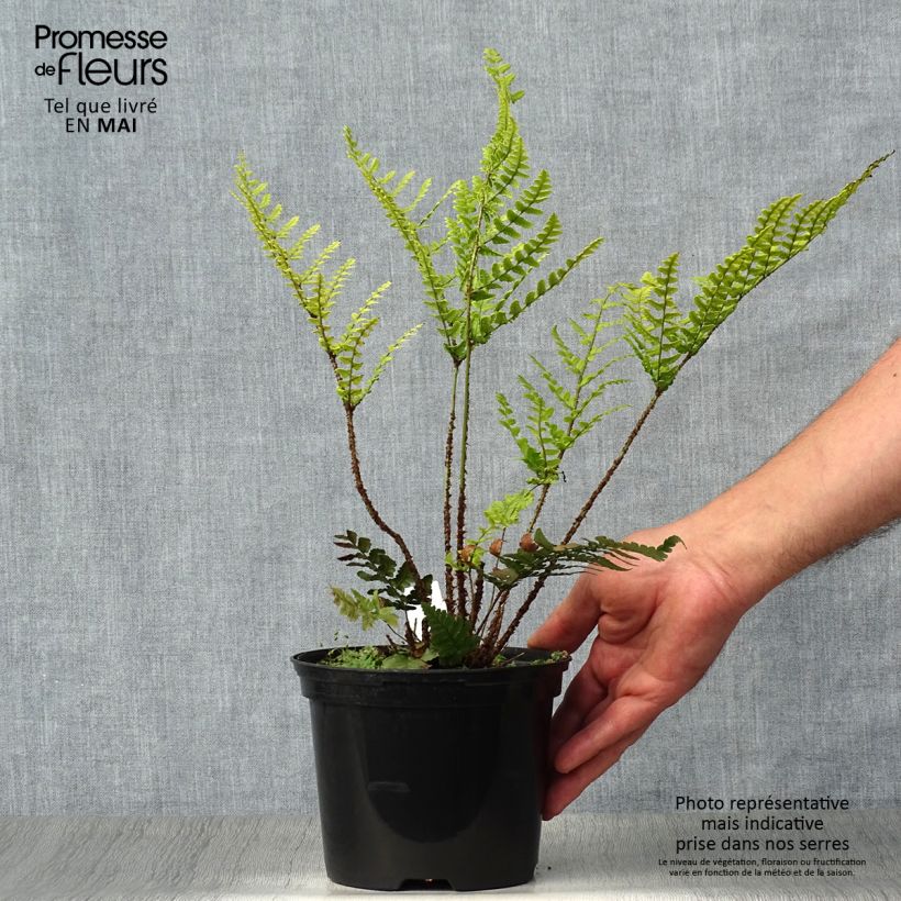 Amostra de Dryopteris championii Vaso de 2 L/3 L tal como entregue na primavera