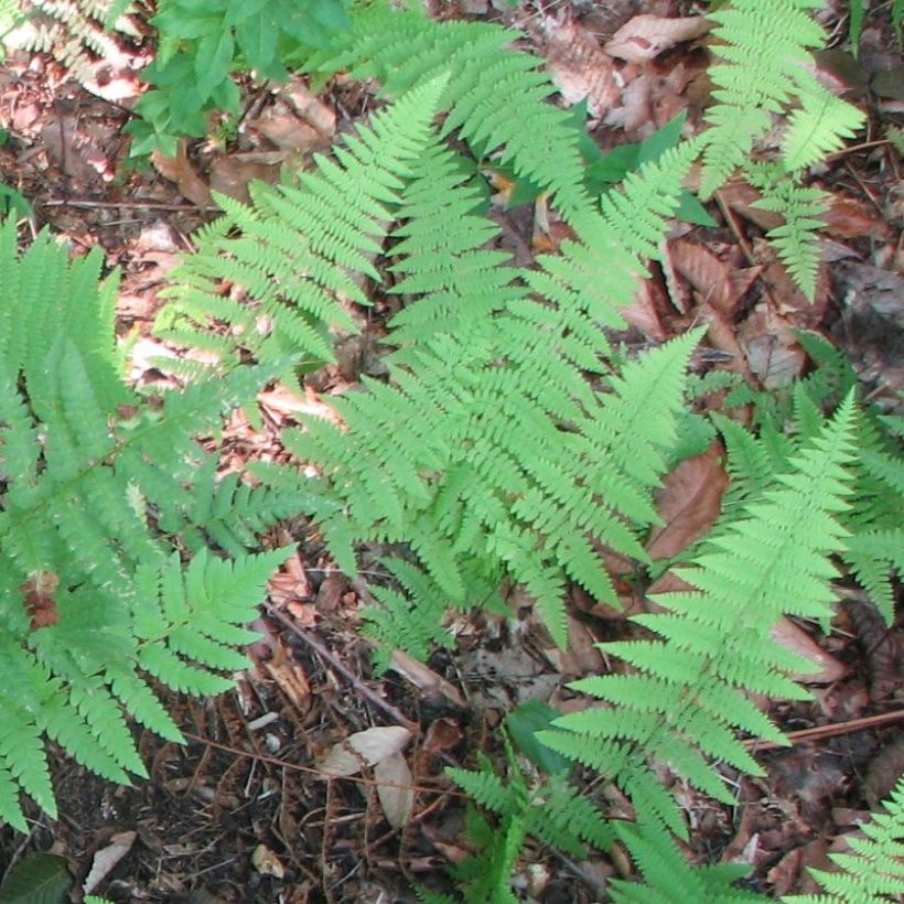 Dryopteris clintoniana (Folhagem)
