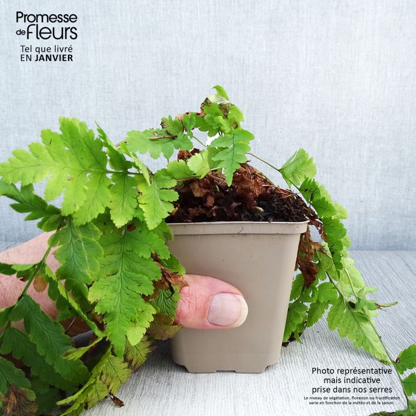 Amostra de Dryopteris clintoniana - Fougère Godet de 8/9 cm tal como entregue no inverno