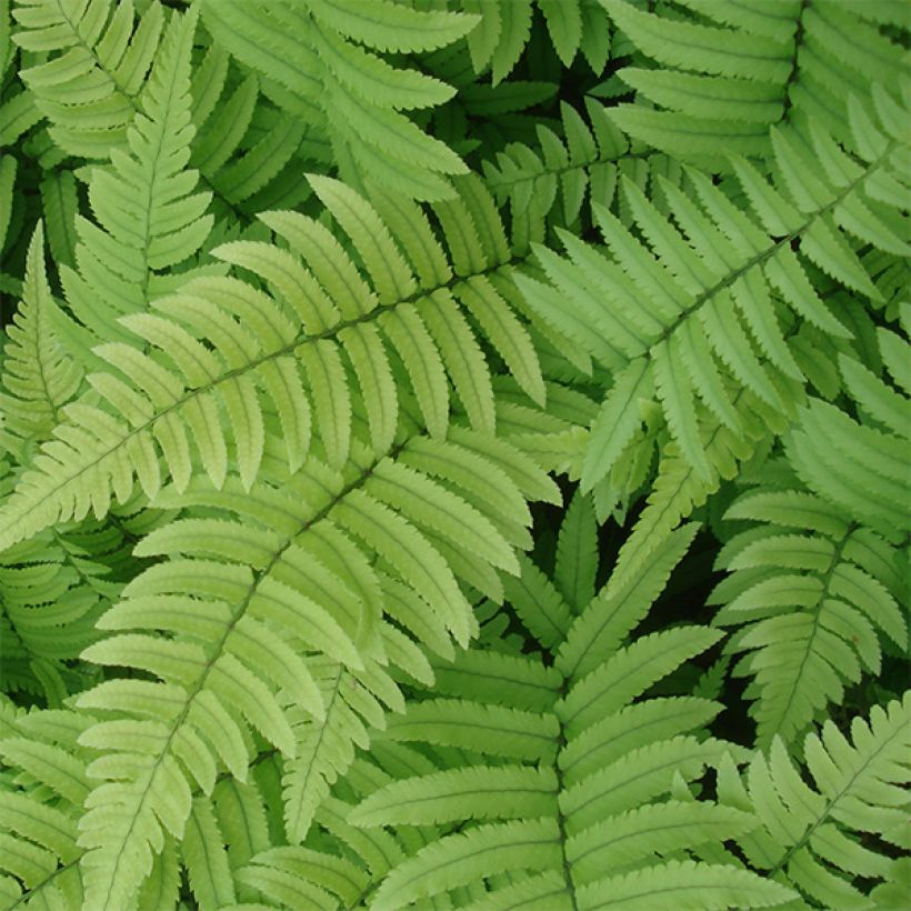 Dryopteris cycadina (Folhagem)