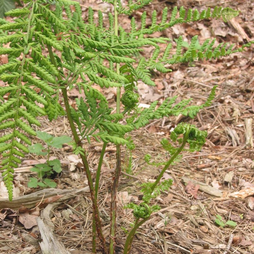 Dryopteris dilatata (Hábito)