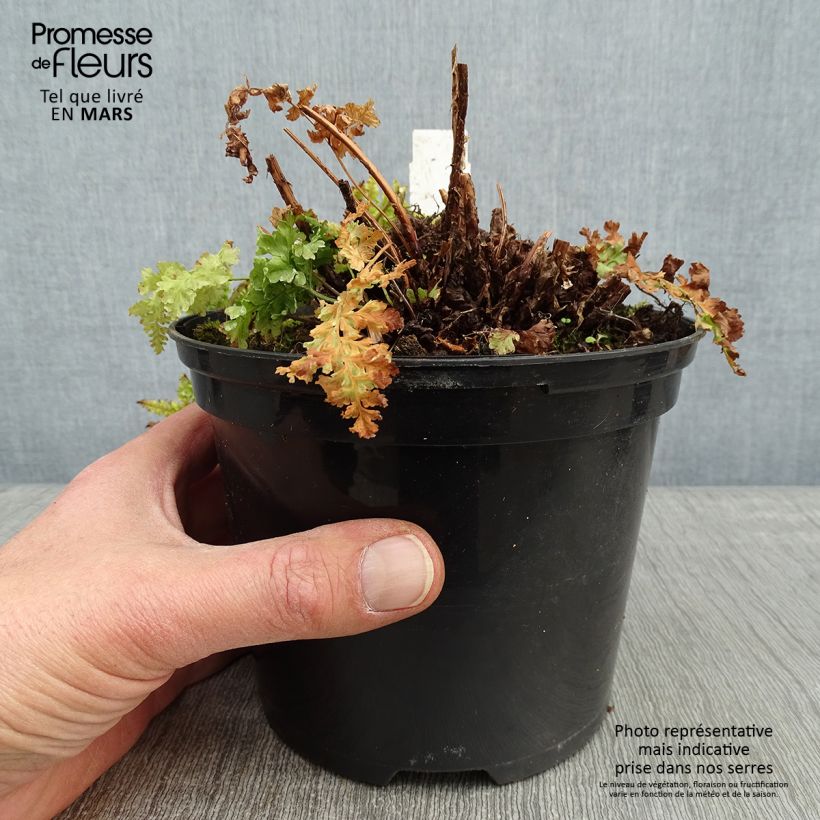 Amostra de Dryopteris dilatata Crispa Whiteside - Fougère Vaso de 2 L/3 L tal como entregue no inverno