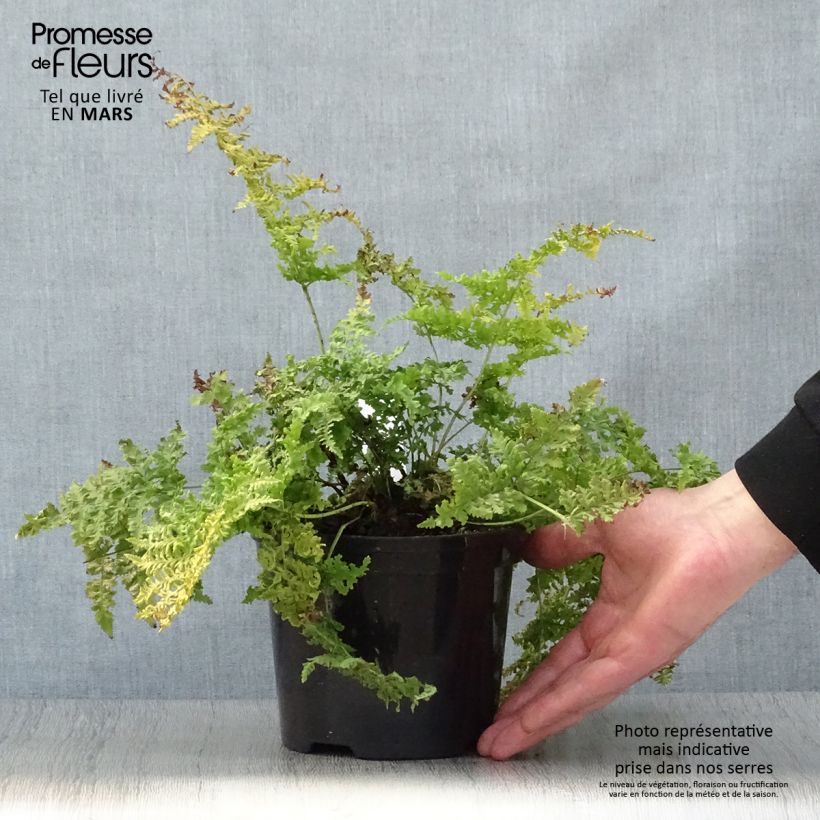 Amostra de Dryopteris dilatata Crispa Whiteside Vaso de 2 L/3 L tal como entregue na primavera