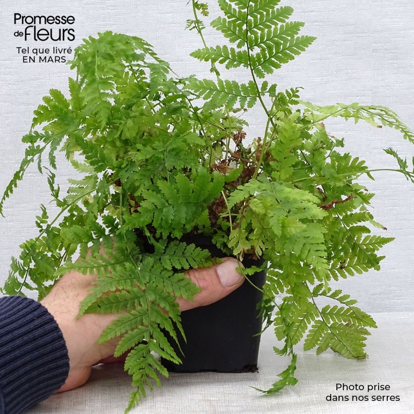 Amostra de Dryopteris dilatata Vaso de 8/9 cm tal como entregue na primavera