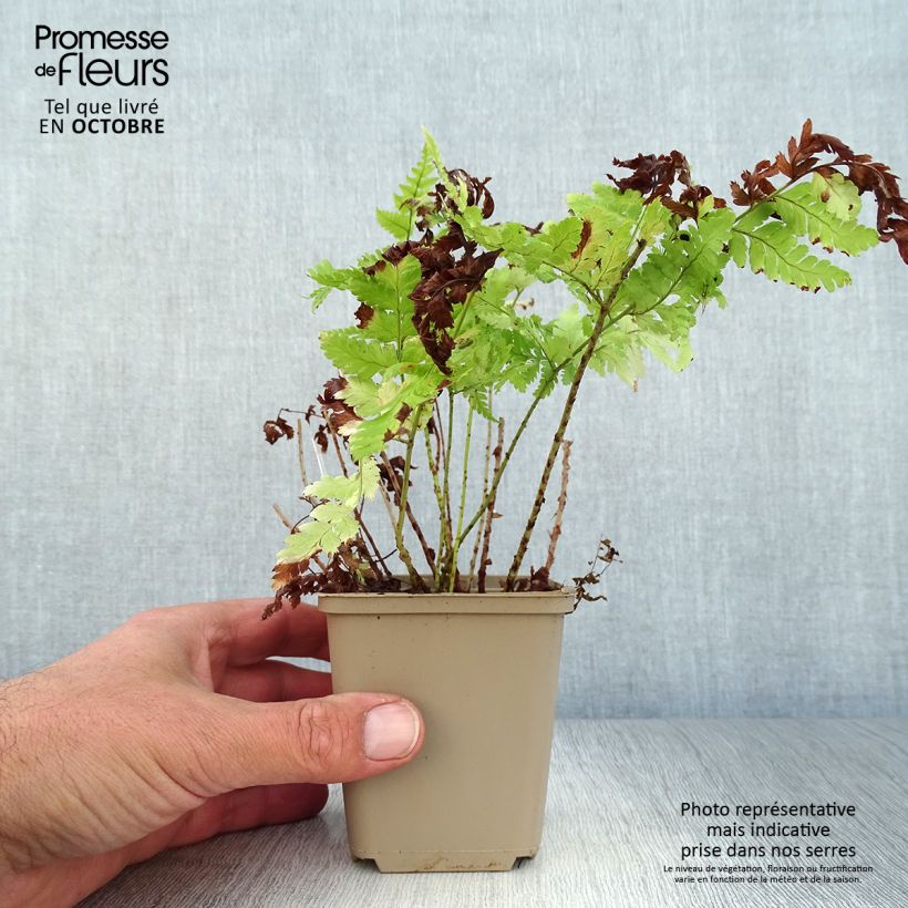 Amostra de Dryopteris dilatata Vaso de 8/9 cm tal como entregue no outono