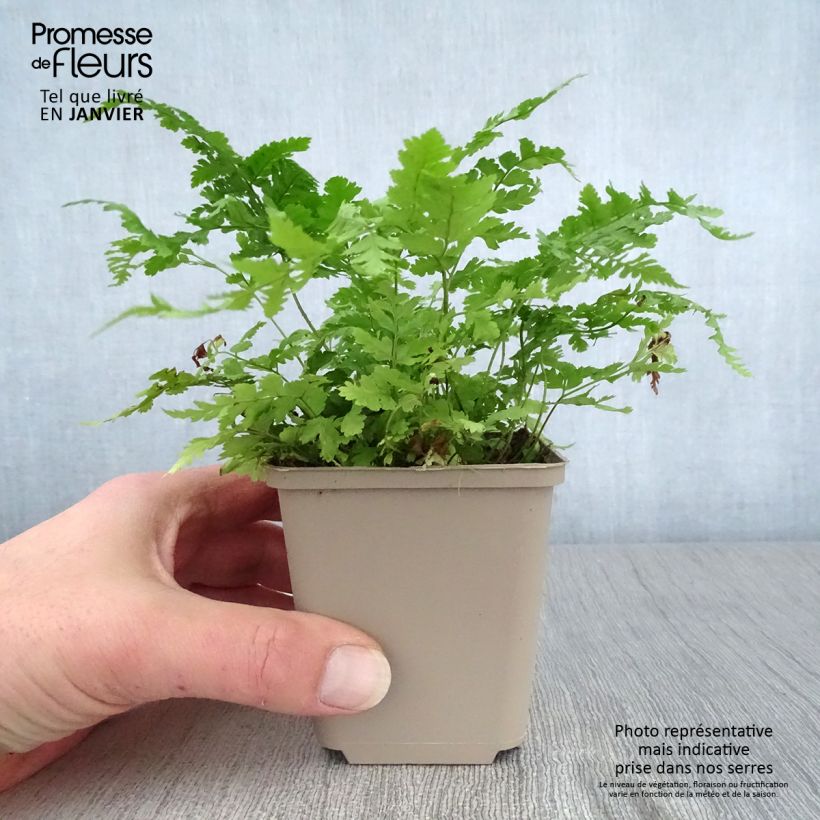 Amostra de Dryopteris dilatata - Fougère dilatée Vaso de 8/9 cm tal como entregue no inverno