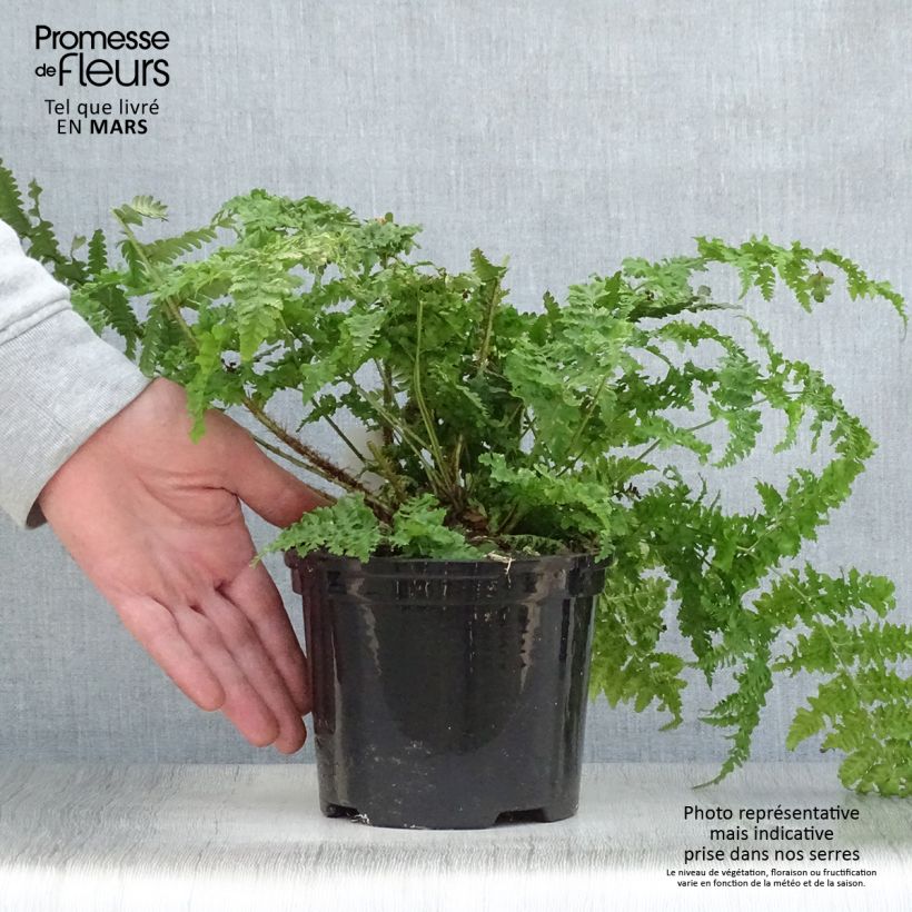 Amostra de Dryopteris dilatata - Fougère dilatée Vaso de 2 L/3 L tal como entregue na primavera