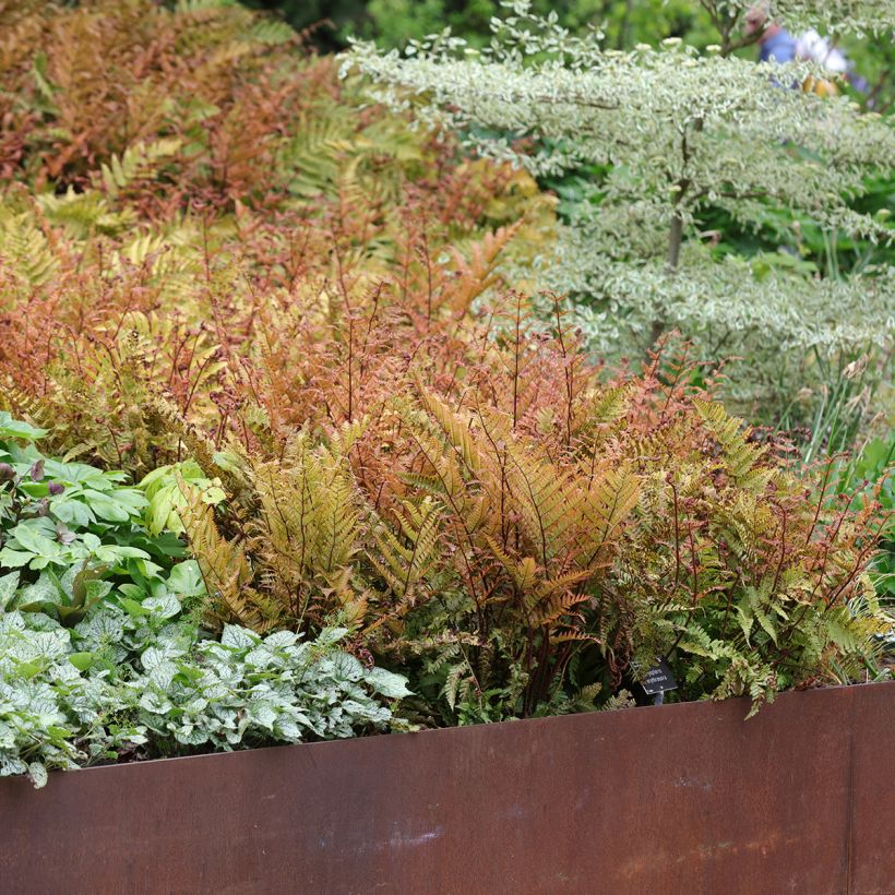 Dryopteris erythrosora (Hábito)
