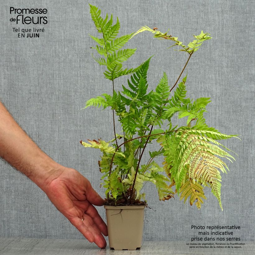 Amostra de Dryopteris erythrosora Vaso de 8/9 cm tal como entregue no verão