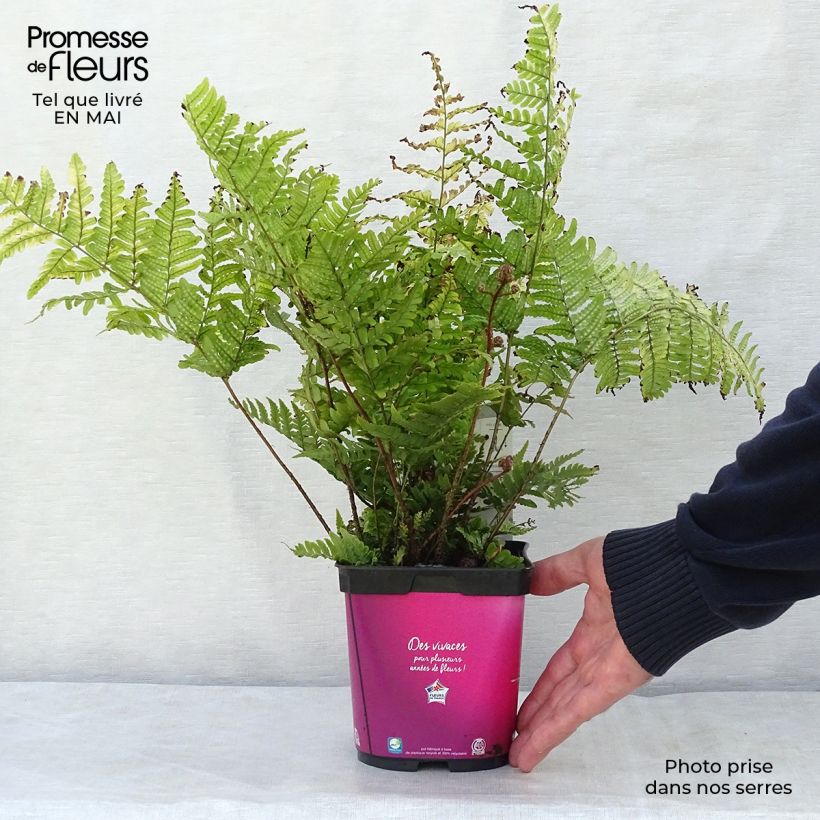 Amostra de Dryopteris erythrosora Vaso de 2 L/3 L tal como entregue na primavera