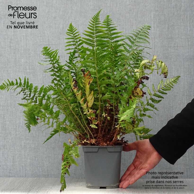 Amostra de Dryopteris erythrosora Vaso de 2 L/3 L tal como entregue no outono