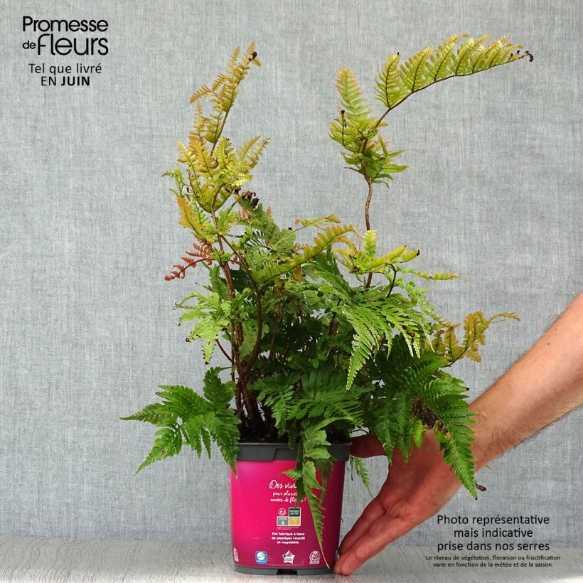 Amostra de Dryopteris erythrosora Vaso de 2 L/3 L tal como entregue no verão