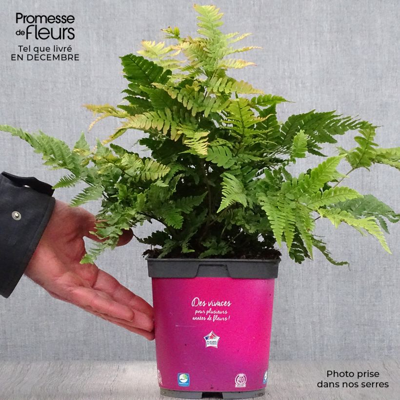 Amostra de Dryopteris erythrosora - Fougère rose cuivré Vaso de 2 L/3 L tal como entregue no inverno