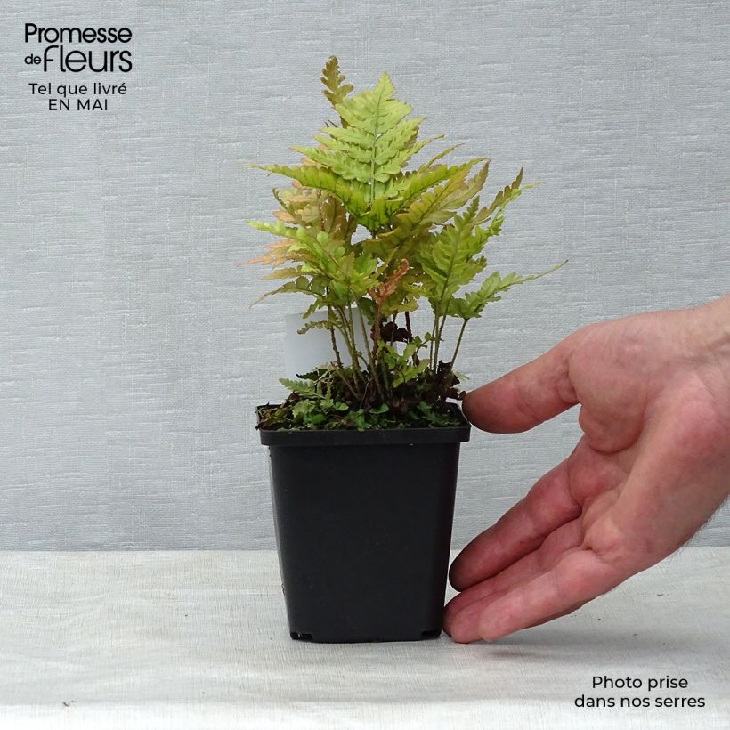 Amostra de Dryopteris erythrosora Vaso de 8/9 cm tal como entregue na primavera