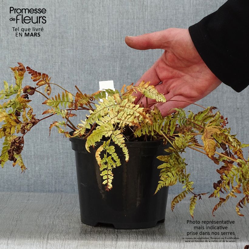 Amostra de Dryopteris erythrosora Prolifica Vaso de 2 L/3 L tal como entregue no inverno