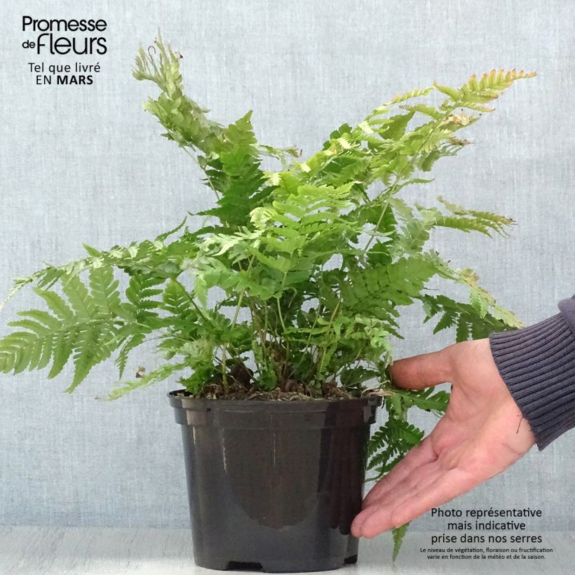 Amostra de Dryopteris erythrosora Prolifica Vaso de 2 L/3 L tal como entregue na primavera