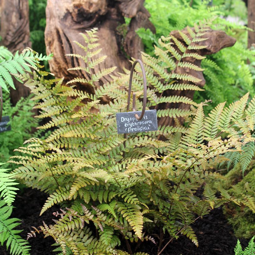 Dryopteris erythrosora Prolifica (Hábito)
