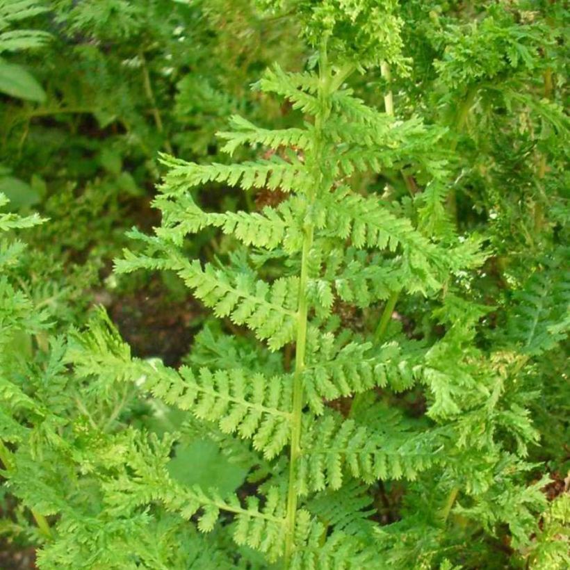 Dryopteris filix-mas Crispa Cristata - Feto-macho (Folhagem)