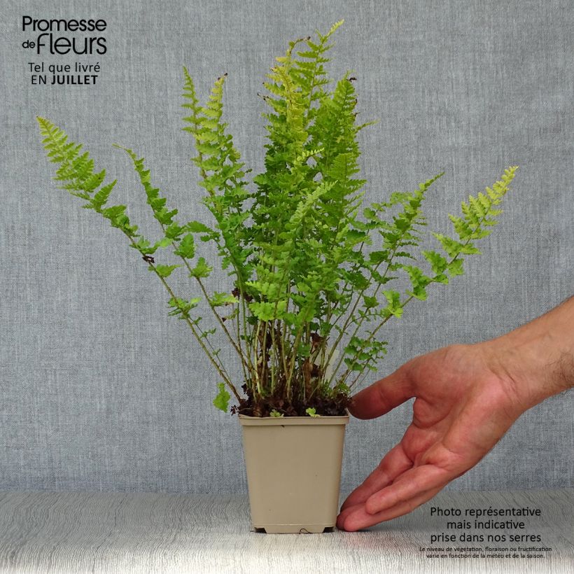 Amostra de Dryopteris filix-mas Barnesii - Feto-macho Vaso de 8/9 cm tal como entregue no verão