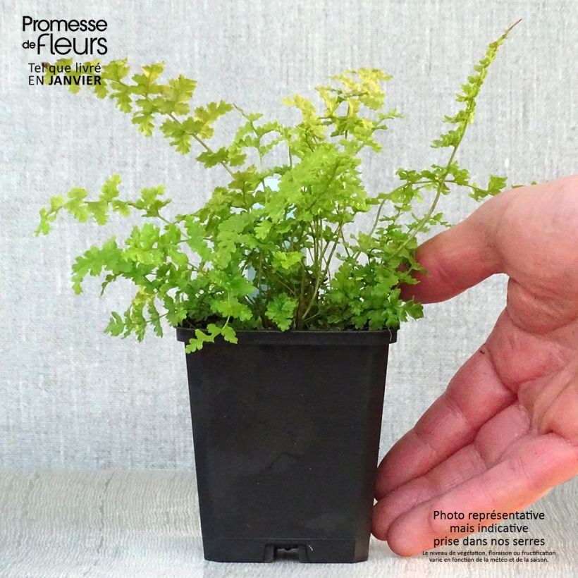 Amostra de Dryopteris filix-mas Barnesii - Fougère mâle Vaso de 8/9 cm tal como entregue no inverno