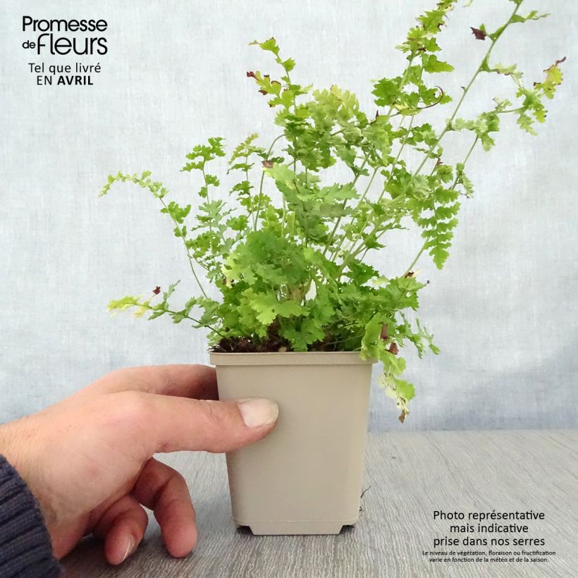 Amostra de Dryopteris filix-mas Barnesii - Feto-macho Vaso de 8/9 cm tal como entregue na primavera