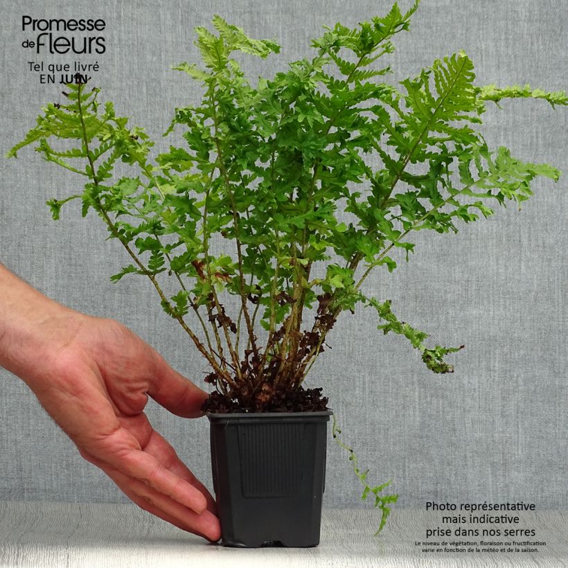 Amostra de Dryopteris filix-mas Crispa Cristata - Feto-macho Vaso de 8/9 cm tal como entregue no verão
