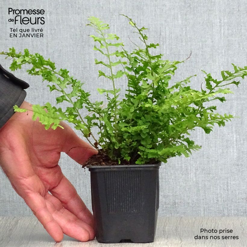 Amostra de Dryopteris filix-mas Crispa Cristata - Fougère mâle Vaso de 8/9 cm tal como entregue no inverno