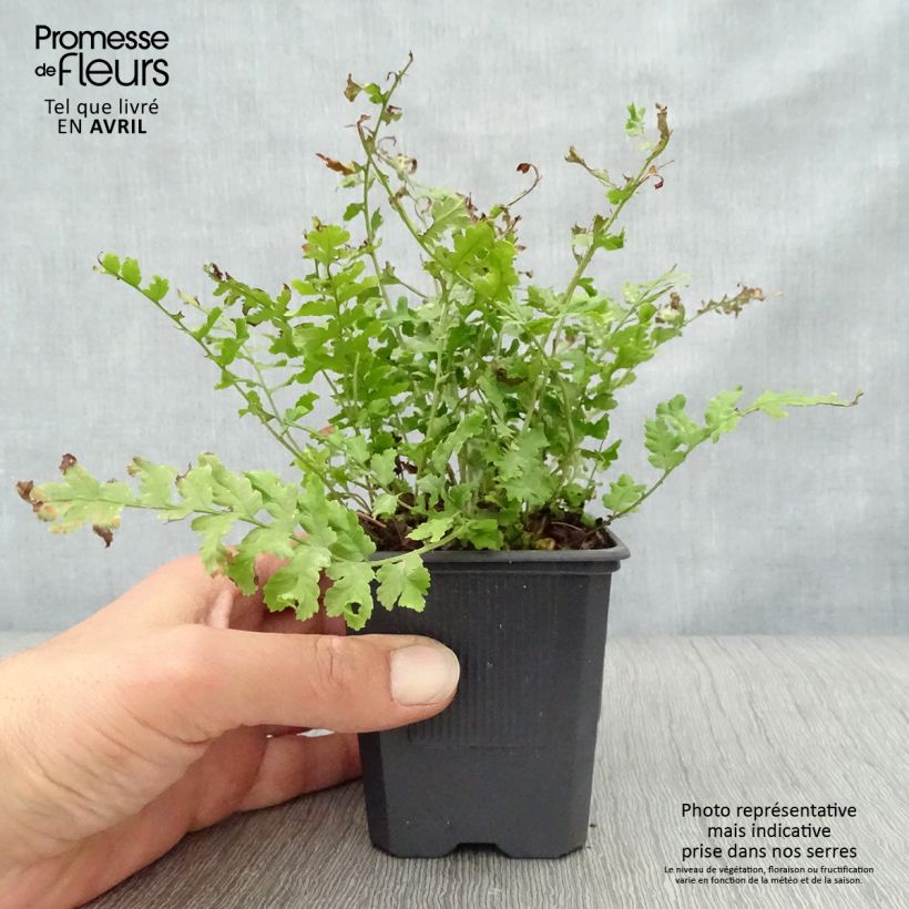 Amostra de Dryopteris filix-mas Crispa Cristata - Feto-macho Vaso de 8/9 cm tal como entregue na primavera