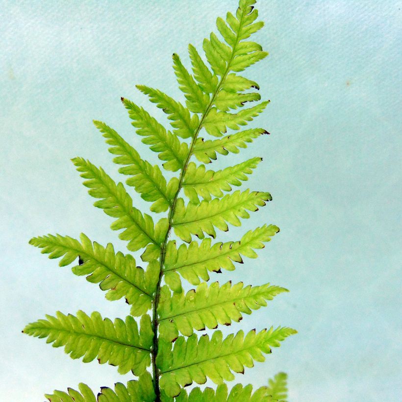Dryopteris filix-mas - Feto-macho (Folhagem)