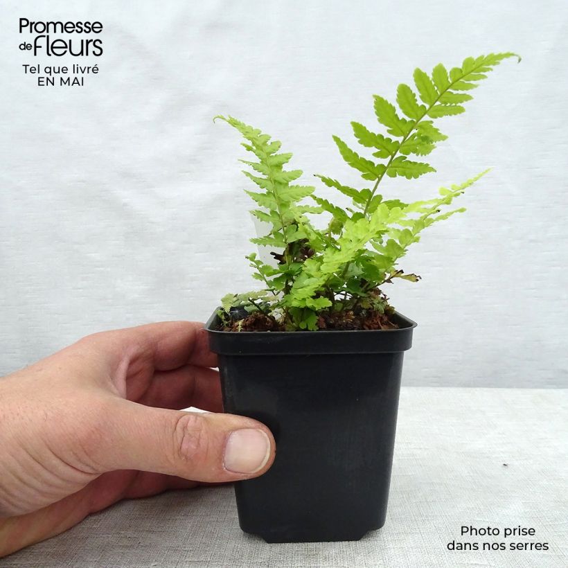 Amostra de Dryopteris filix-mas - Feto-macho Vaso de 8/9 cm tal como entregue na primavera