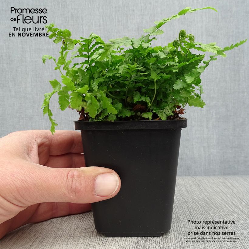 Amostra de Dryopteris filix-mas - Feto-macho Vaso de 8/9 cm tal como entregue no outono